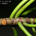 Rhizophora stylosa (Red Mangrove) ヤエヤマヒルギ in Lake Street<br />Canon KDX (400D) + EFS60 F2.8 + SPEEDLITE 380EX